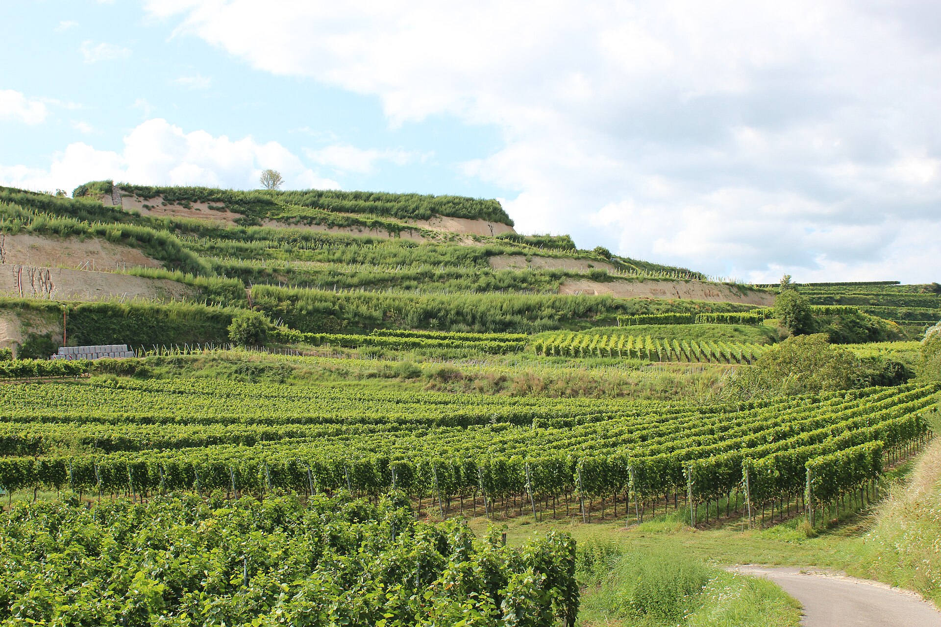 Rebterrassen im Kaiserstuhl – unsere Heimatregion